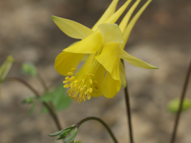 Aquilegia chrysantha (Golden columbine) #30732