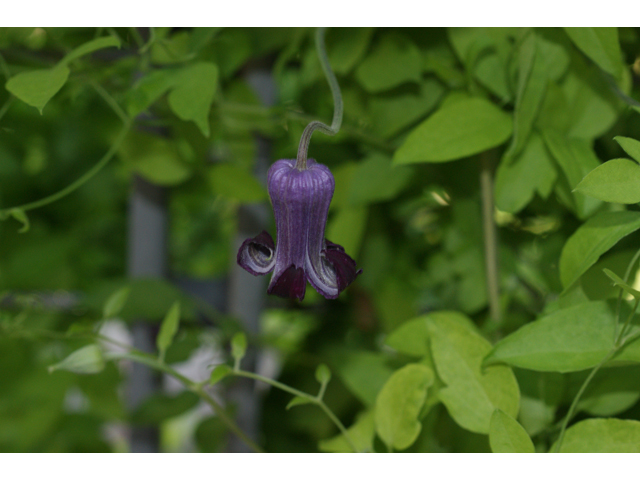 Clematis pitcheri (Purple leatherflower) #31975