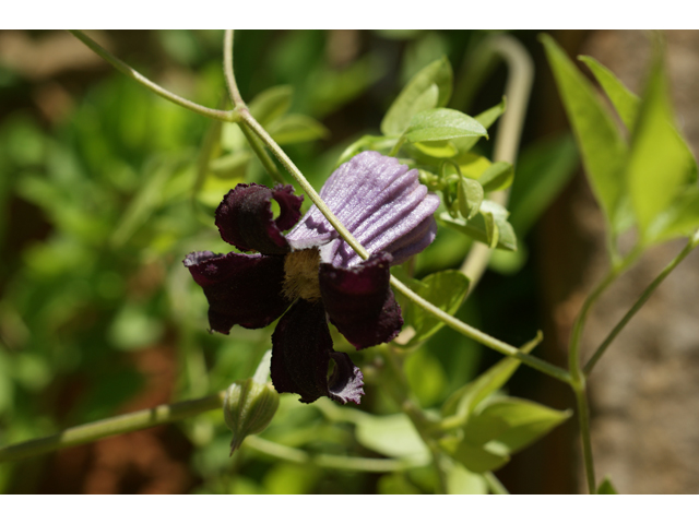 Clematis pitcheri (Purple leatherflower) #31976