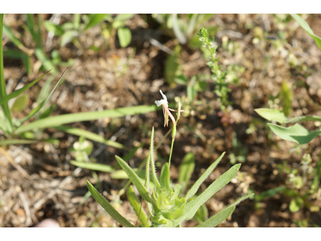 Oenothera patriciae (Plains beeblossom) #31984