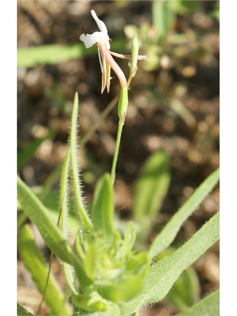 Oenothera patriciae (Plains beeblossom) #31985