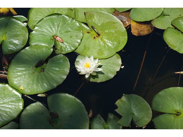 Nymphaea odorata (American white water-lily) #31988