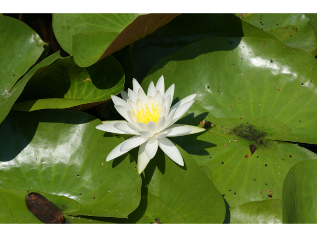 Nymphaea odorata (American white water-lily) #31996
