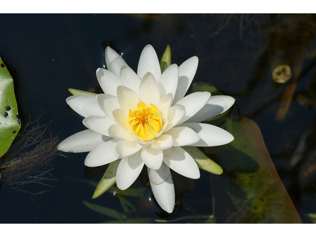 Nymphaea odorata (American white water-lily) #31998