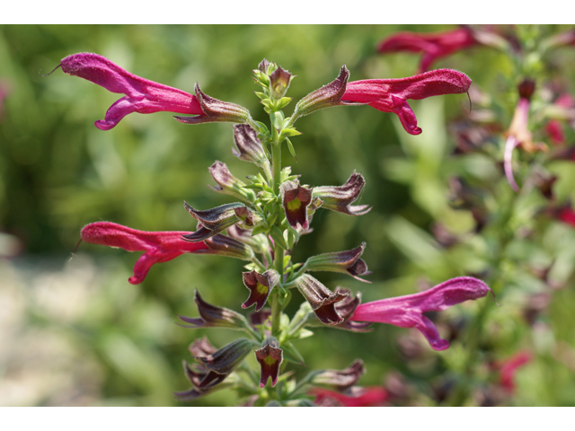 Salvia pentstemonoides (Big red sage) #32001