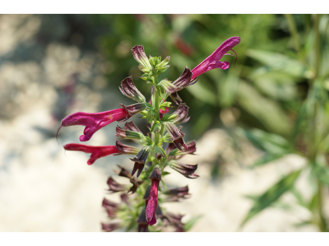 Salvia pentstemonoides (Big red sage) #32002