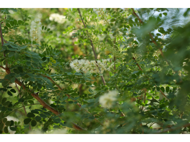 Senegalia wrightii (Wright acacia) #32004
