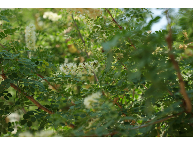 Senegalia wrightii (Wright acacia) #32005