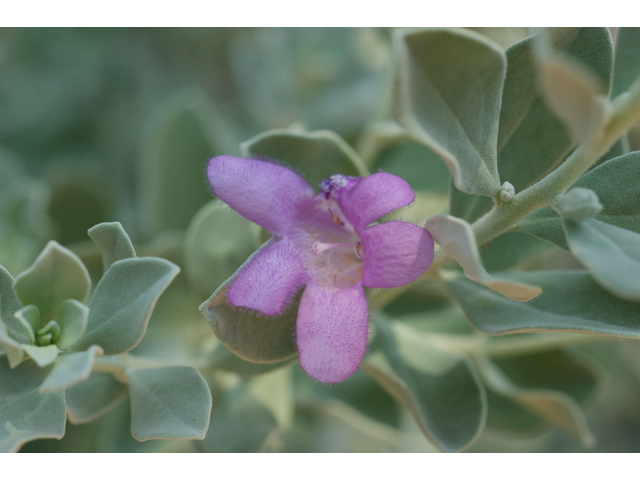 Leucophyllum frutescens (Cenizo) #32009