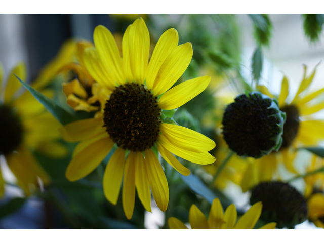 Helianthus annuus (Common sunflower) #32022
