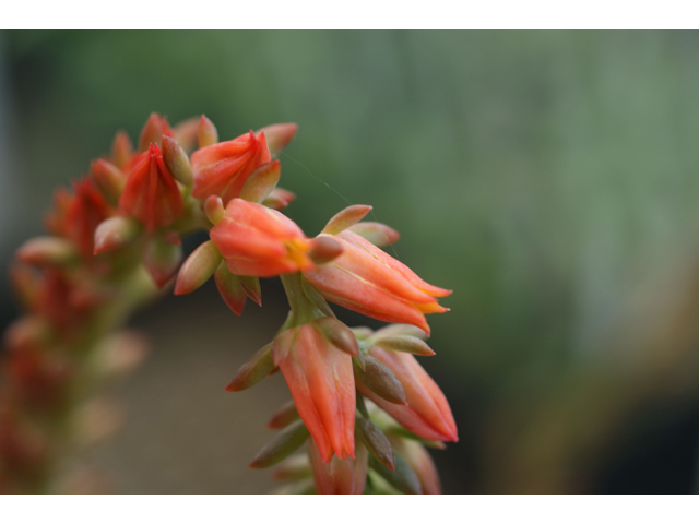 Echeveria strictiflora (Desert savior) #32028