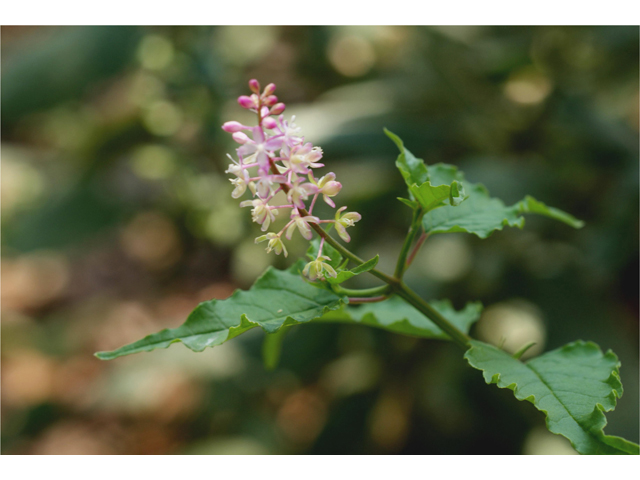 Rivina humilis (Pigeonberry) #32042