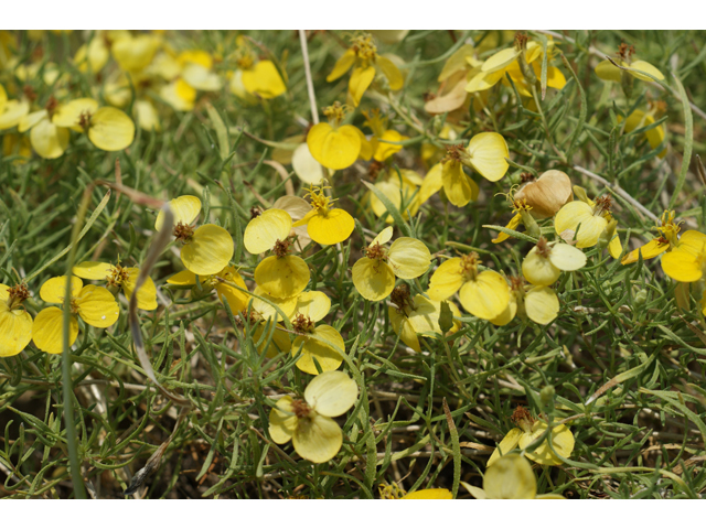 Zinnia grandiflora (Plains zinnia) #32044