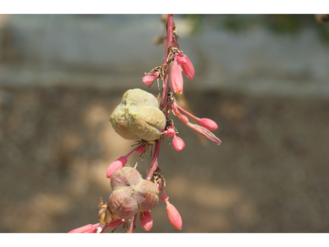 Hesperaloe parviflora (Red yucca) #32047
