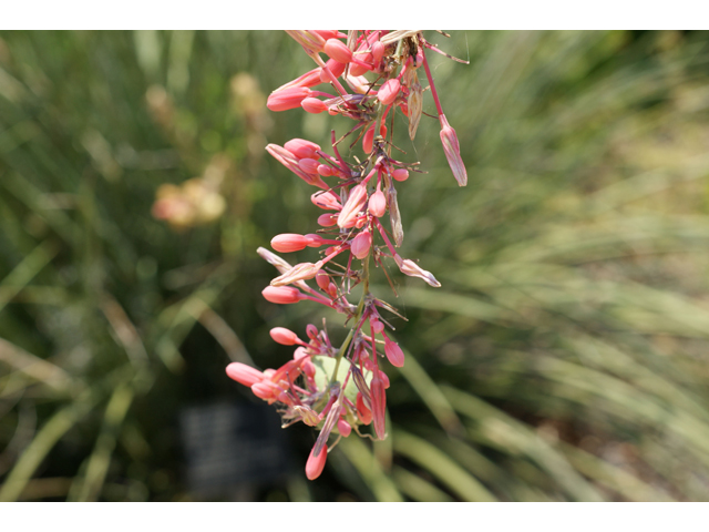 Hesperaloe parviflora (Red yucca) #32048