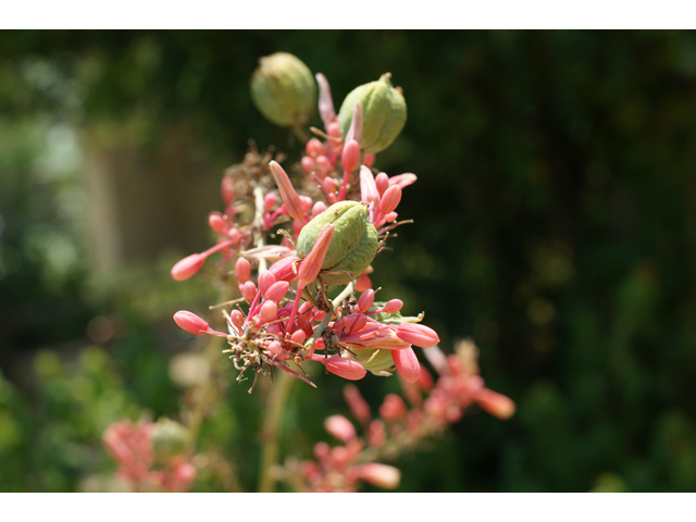 Hesperaloe parviflora (Red yucca) #32049