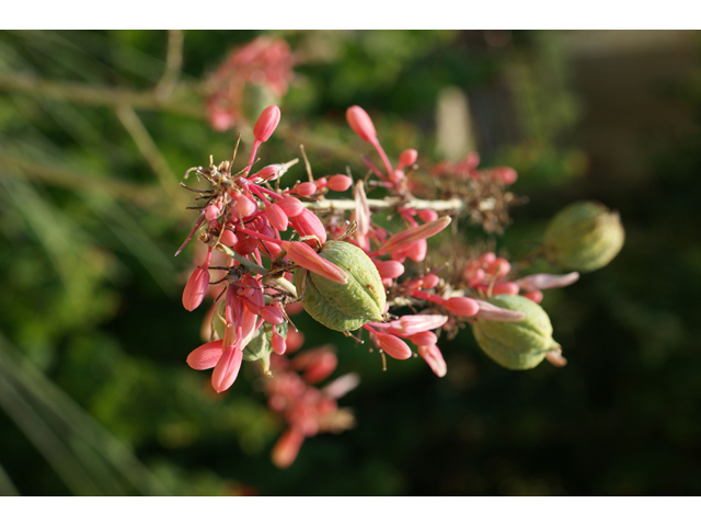 Hesperaloe parviflora (Red yucca) #32050