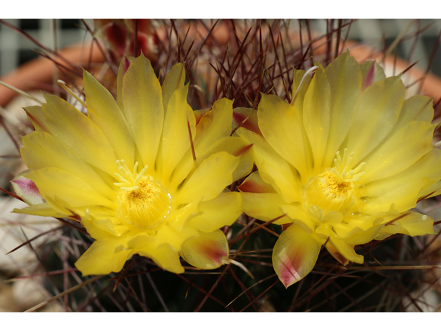 Echinocereus dasyacanthus (Texas rainbow cactus) #32062