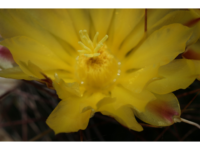 Echinocereus dasyacanthus (Texas rainbow cactus) #32063