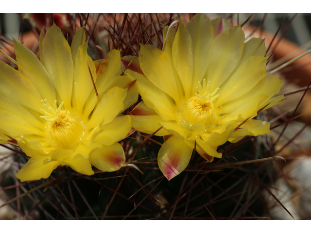 Echinocereus dasyacanthus (Texas rainbow cactus) #32064