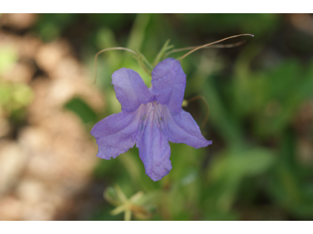 Ruellia nudiflora (Violet ruellia) #32074