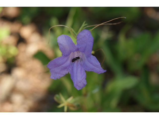 Ruellia nudiflora (Violet ruellia) #32077