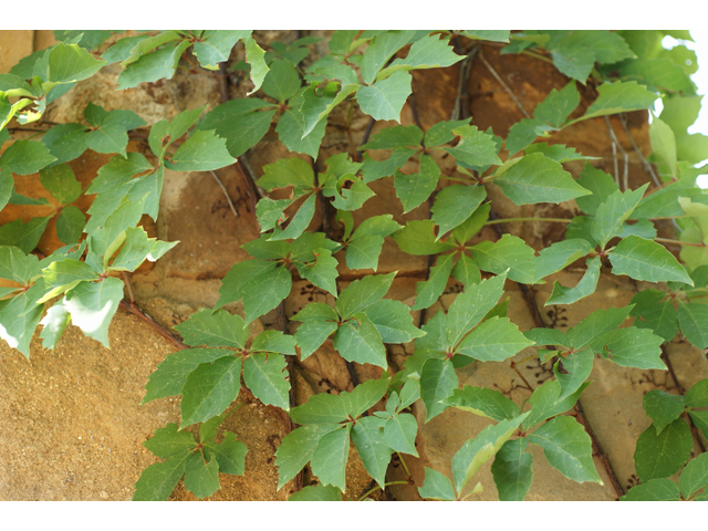 Parthenocissus quinquefolia (Virginia creeper) #32079