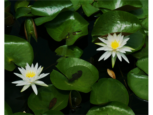 Nymphaea odorata (American white water-lily) #37455