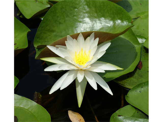 Nymphaea odorata (American white water-lily) #37458