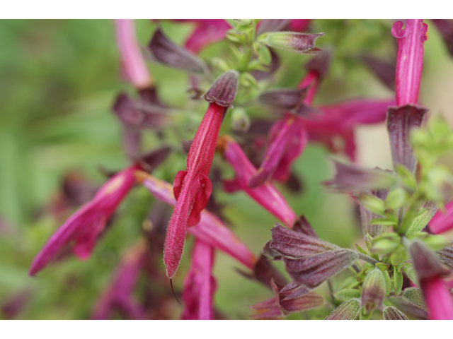 Salvia pentstemonoides (Big red sage) #37461
