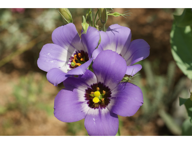 Eustoma exaltatum ssp. russellianum (Texas bluebells) #37471