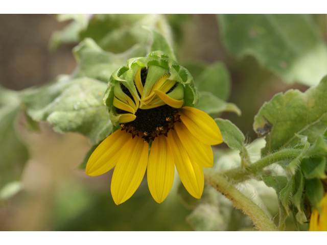 Helianthus annuus (Common sunflower) #37492