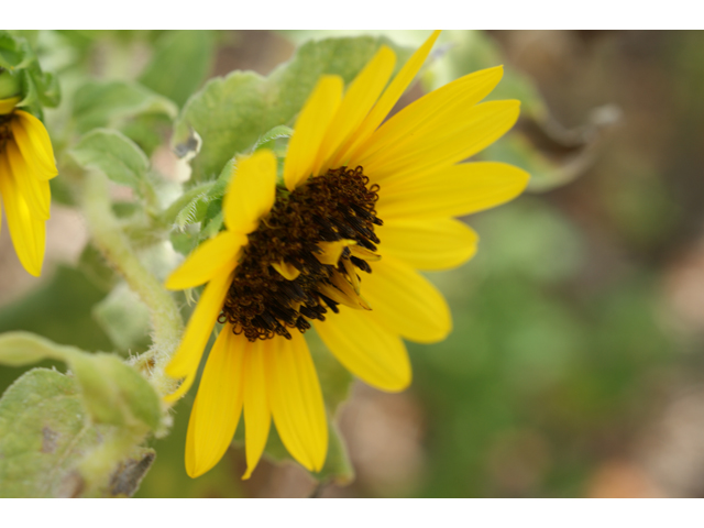 Helianthus annuus (Common sunflower) #37495
