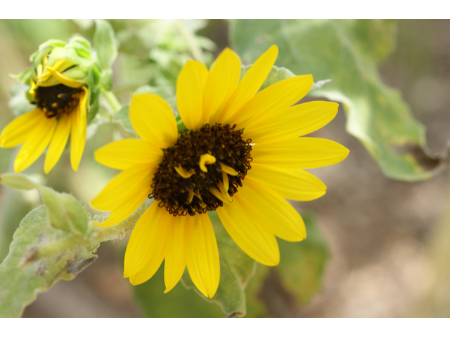 Helianthus annuus (Common sunflower) #37496