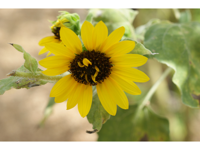 Helianthus annuus (Common sunflower) #37497