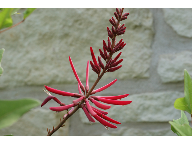 Erythrina herbacea (Coralbean) #37501