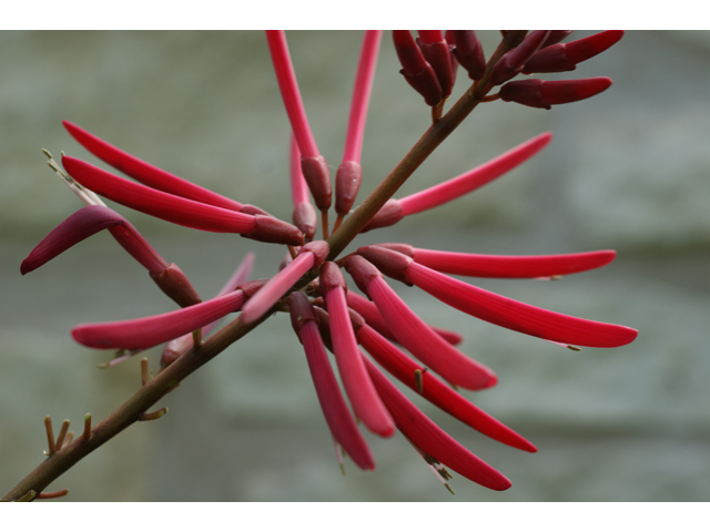 Erythrina herbacea (Coralbean) #37502