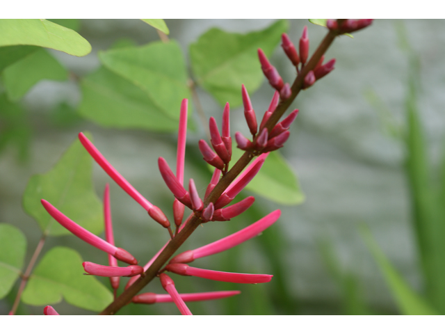 Erythrina herbacea (Coralbean) #37503