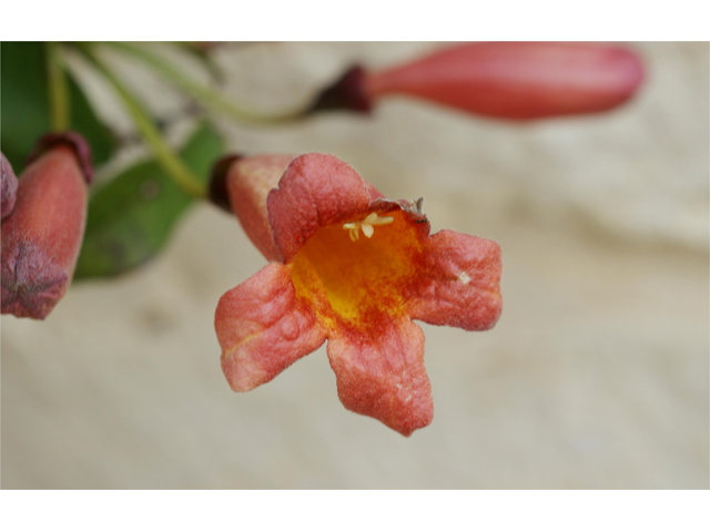 Bignonia capreolata (Crossvine) #37520
