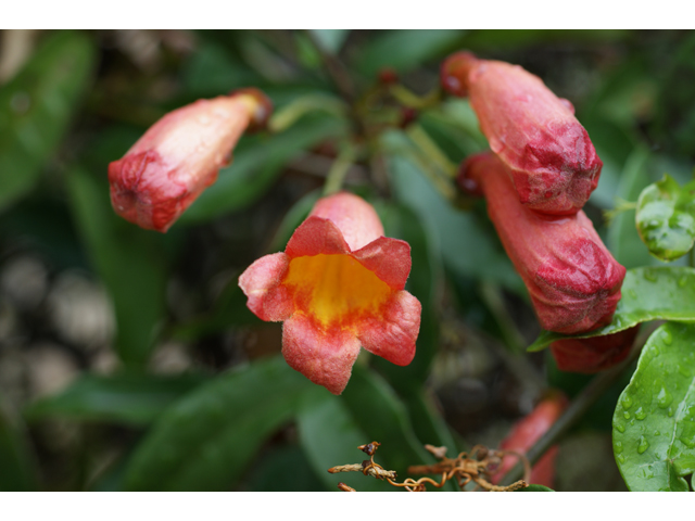 Bignonia capreolata (Crossvine) #37533