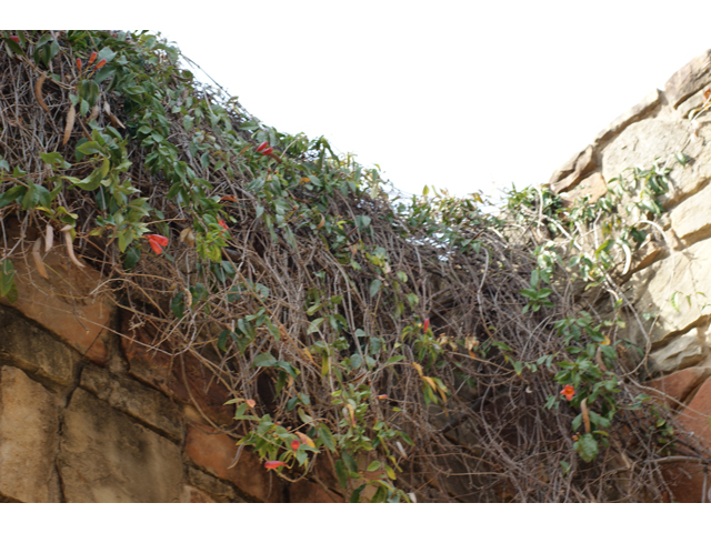 Bignonia capreolata (Crossvine) #37536