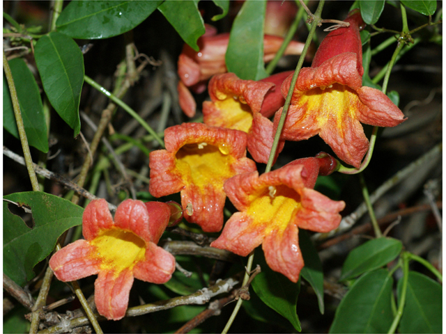 Bignonia capreolata (Crossvine) #37542