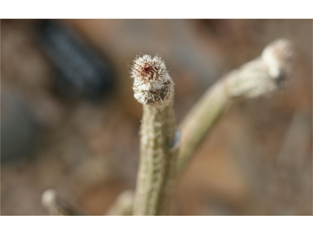 Echinocereus poselgeri (Dahlia hedgehog cactus) #37555