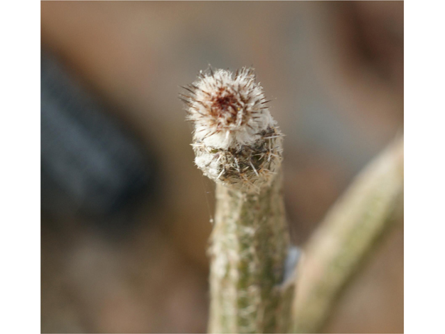 Echinocereus poselgeri (Dahlia hedgehog cactus) #37556