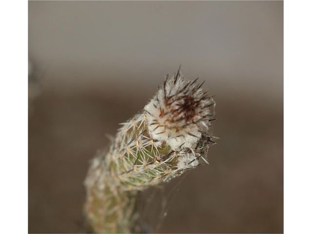 Echinocereus poselgeri (Dahlia hedgehog cactus) #37557