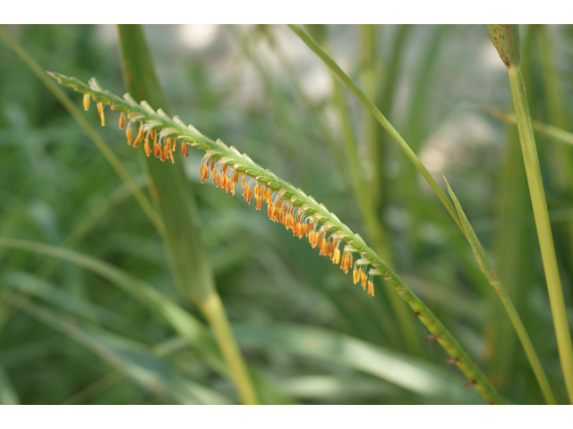 Tripsacum dactyloides (Eastern gamagrass) #37603