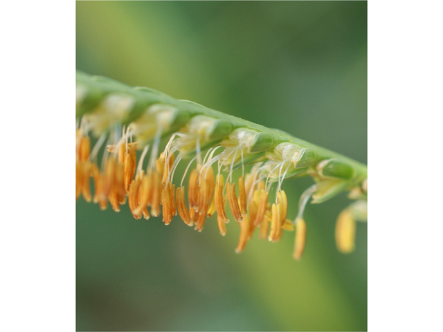 Tripsacum dactyloides (Eastern gamagrass) #37604