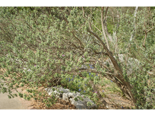 Leucophyllum frutescens (Cenizo) #37643