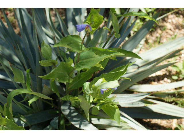 Tinantia anomala (False dayflower) #37650
