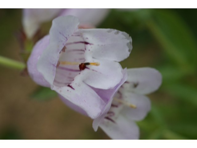 Penstemon cobaea (Prairie penstemon) #37654